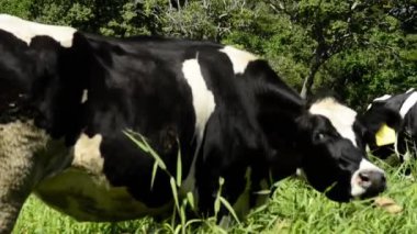 Kahverengi Holstein Frizya ineğinin Latin Amerika 'da çiftlik hayatına yakın bir videosu. Sığır bakımı, beslenme ve makinelerle mekanize sağma gösterileri.