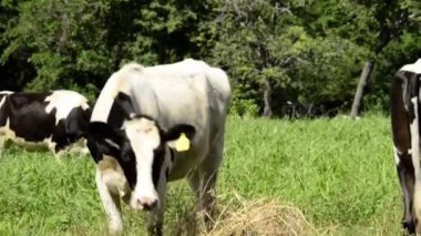 Kahverengi Holstein Frizya ineğinin Latin Amerika 'da çiftlik hayatına yakın bir videosu. Sığır bakımı, beslenme ve makinelerle mekanize sağma gösterileri.