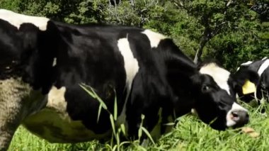 Kahverengi Holstein Frizya ineğinin Latin Amerika 'da çiftlik hayatına yakın bir videosu. Sığır bakımı, beslenme ve makinelerle mekanize sağma gösterileri.