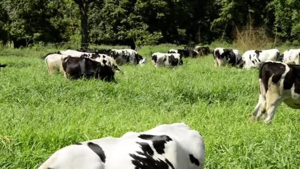 Video Mucca Frisone Holstein Marrone Vicino Alla Vita Agricola America — Video Stock