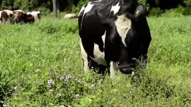 Video Van Bruine Holstein Friese Koe Dicht Bij Het Boerenleven — Stockvideo