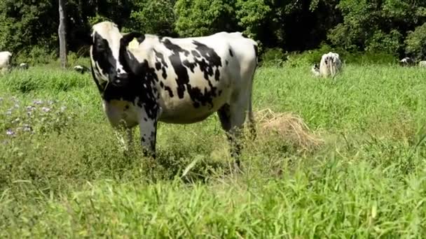 Video Der Braunen Holsteinischen Friesenkühe Hautnah Mit Dem Bäuerlichen Leben — Stockvideo