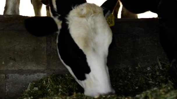 Video Mucca Frisone Holstein Marrone Vicino Alla Vita Agricola America — Video Stock