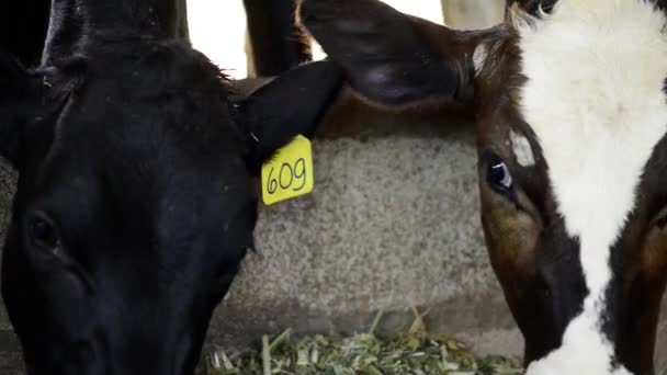 Βίντεο Του Καφέ Holstein Friesian Αγελάδα Κοντά Γεωργική Ζωή Στη — Αρχείο Βίντεο