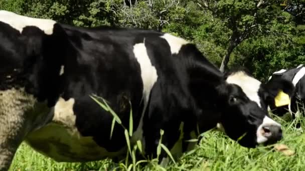 Βίντεο Του Καφέ Holstein Friesian Αγελάδα Κοντά Γεωργική Ζωή Στη — Αρχείο Βίντεο