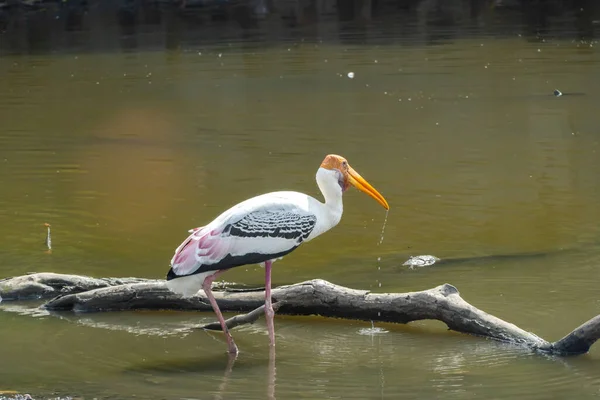 Cigogne Bec Jaune Cherchant Nourriture Dans Étang Naturel Cigogne Peinte — Photo