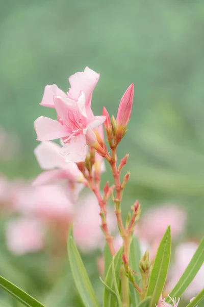 Szekrény Gyönyörű Virágok Virágzik Kertben Álomszerű Koncepció — Stock Fotó