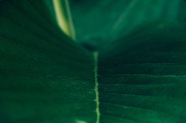 Tropikal Yeşil Yaprak yüzey arkaplanı, ayrıntılı dokuyu kapat, Makro ortamı, kopyalama alanı olan Doğa ve Bitki, Seçili odak