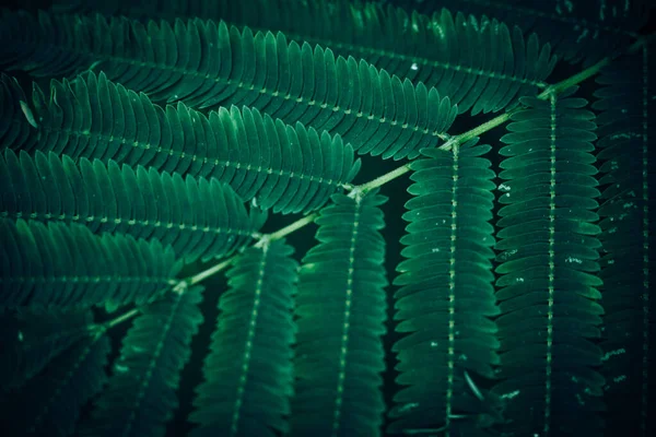 Тропический Зеленый Лист Поверхности Фона Закрыть Детали Текстуры Макросреды Природы — стоковое фото