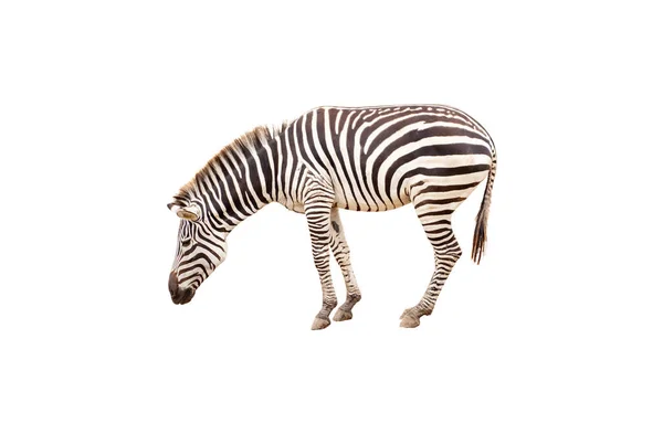 Zebra Isolated White Background Clipping Path — Stock Photo, Image