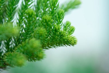 Natural green plants landscape selective focus background, Closeup nature view of freshness green leaf with copy space