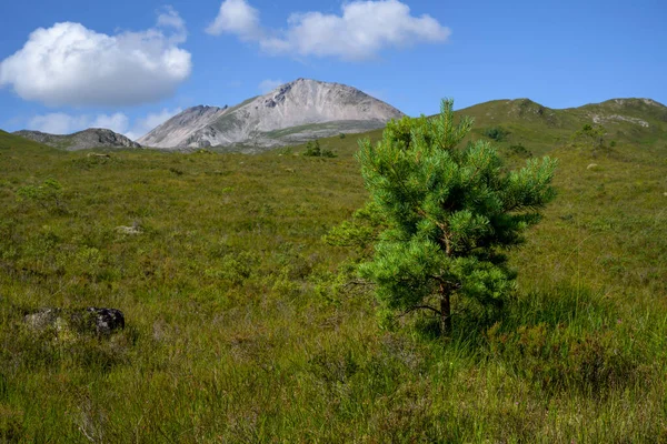 View of Biome Eighe with tree in foreground