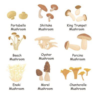 Beyaz arka planda izole edilmiş yenilebilir mantarların çizimi. Mantar çeşitleri. Porcini. Morel Mantarı. chanterelle. Kral Trompet Mantarı. Shiitake. Portobella. Enoki. düz vektör.