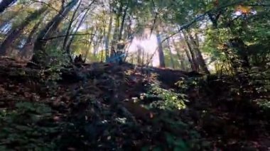 Güneşli sonbahar gününde parktaki orman.