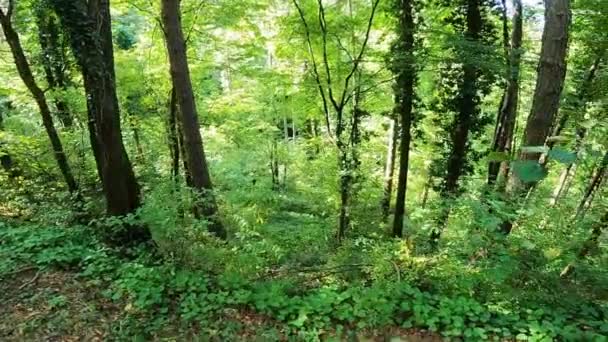 Pohled Zelený Les Během Slunečného Dne — Stock video