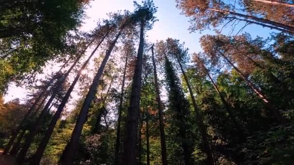 Δάσος Δημόσιο Πάρκο Κατά Διάρκεια Ηλιόλουστη Ημέρα Του Φθινοπώρου — Αρχείο Βίντεο