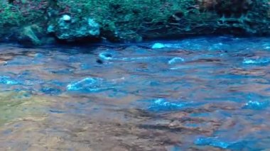 Dağ nehri taze sonbahar gününde doğal ortamda akıyor..