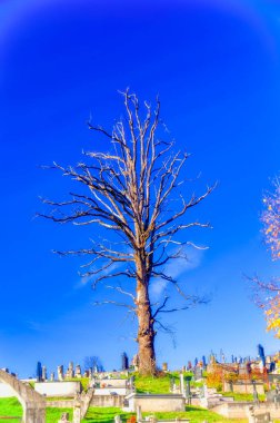 Mezar başında duran yalnız bir ağaç..