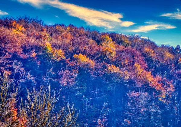 Landschaftsüberblick Über Den Wald Herbsttag — Stockfoto