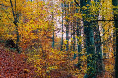 Sonbahar günlerinde ormanın manzarası.