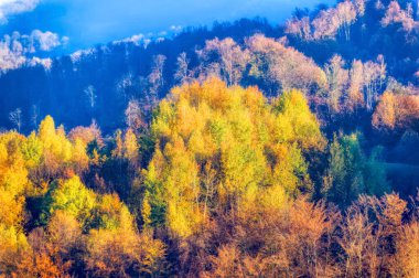 Sonbahar günlerinde ormanın manzarası.