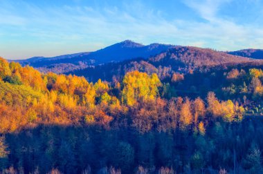Sonbahar günlerinde ormanın manzarası.