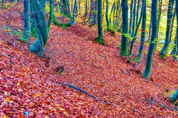 Landschaftsüberblick Über Den Wald Herbsttag — Stockfoto