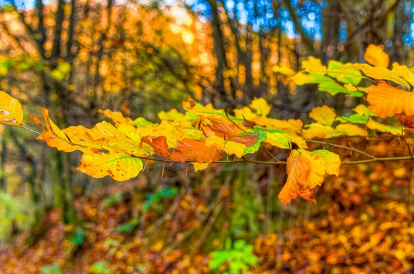 Landschaftsüberblick Über Den Wald Herbsttag — Stockfoto