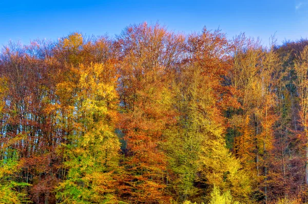 Descripción Del Paisaje Sobre Bosque Durante Día Otoño — Foto de Stock