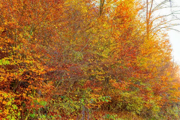 Landschaftsüberblick Über Den Wald Herbsttag — Stockfoto