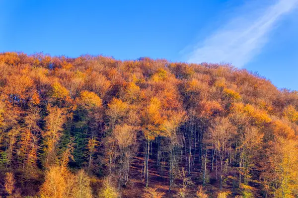 Descripción Del Paisaje Sobre Bosque Durante Día Otoño — Foto de Stock