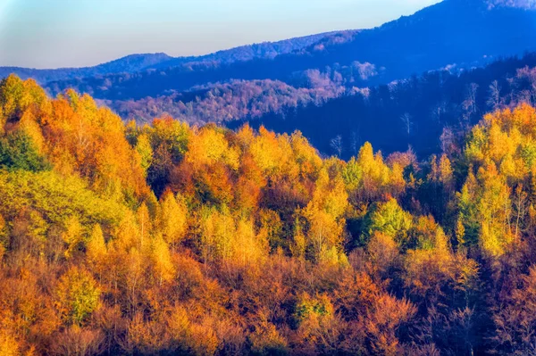 Descripción Del Paisaje Sobre Bosque Durante Día Otoño — Foto de Stock