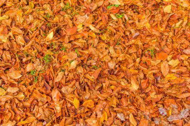 Sonbahar günü ormanda kuru yapraklar.