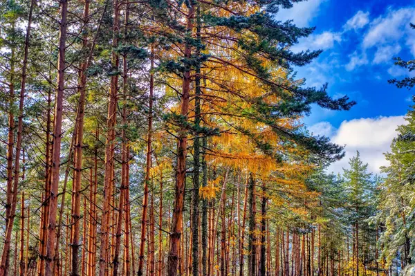 Paisagem Florestal Durante Frio Dia Inverno — Fotografia de Stock