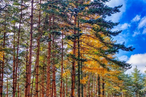 Δάσος Τοπίο Κατά Διάρκεια Κρύα Ημέρα Του Χειμώνα — Φωτογραφία Αρχείου