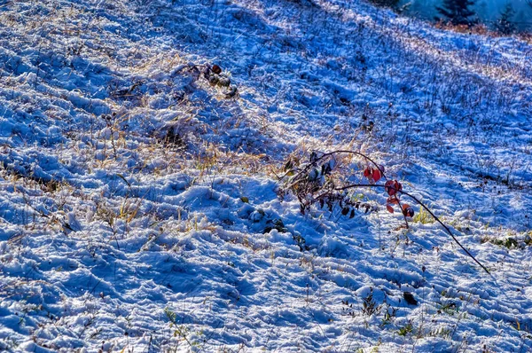 Bevroren Land Bedekt Met Sneeuw Tijdens Koude Winterdag — Stockfoto