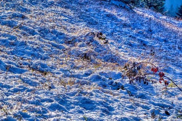 Frostiges Land Mit Schnee Bedeckt Kalten Wintertagen — Stockfoto