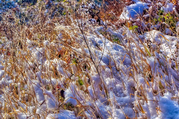 Natuurlandschap Tijdens Koude Winterdag — Stockfoto