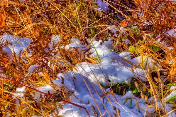 Natuurlandschap Tijdens Koude Winterdag — Stockfoto