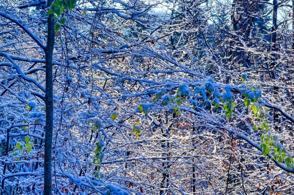 Krajobraz Naturalny Chłodny Zimowy Dzień — Zdjęcie stockowe