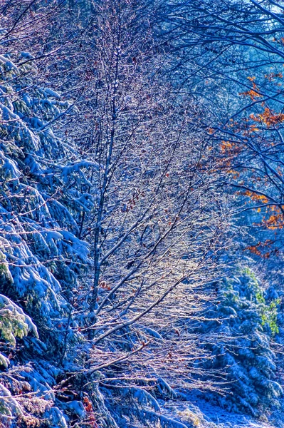 Mrożony Krajobraz Pokryty Śniegiem Chłodny Zimowy Dzień — Zdjęcie stockowe