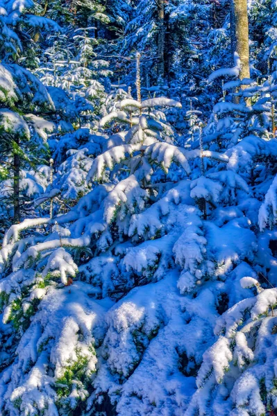 겨울날 눈으로 뒤덮인 얼어붙은 — 스톡 사진
