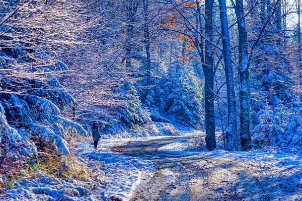 겨울날 눈으로 뒤덮인 얼어붙은 — 스톡 사진