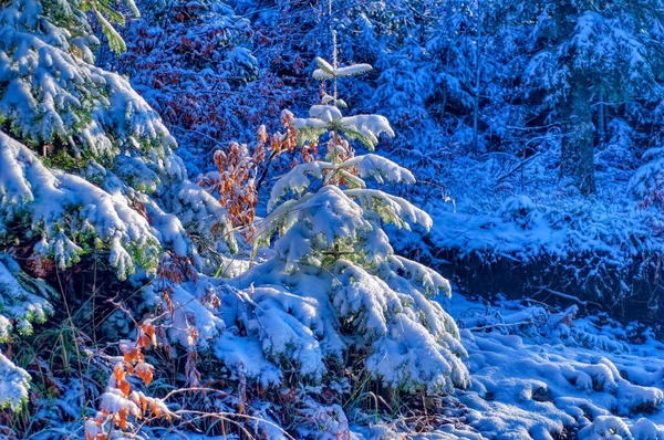 Mrożony Krajobraz Pokryty Śniegiem Chłodny Zimowy Dzień — Zdjęcie stockowe