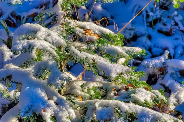 Paisagem Congelada Coberta Neve Durante Frio Dia Inverno — Fotografia de Stock