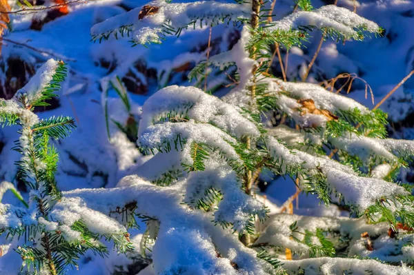 Gefrorene Landschaft Mit Schnee Bedeckt Kalten Wintertagen — Stockfoto
