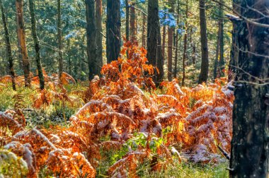 Soğuk kış gününde doğal manzara.