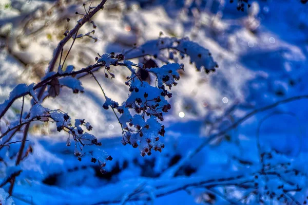 Natuurlandschap Tijdens Koude Winterdag — Stockfoto