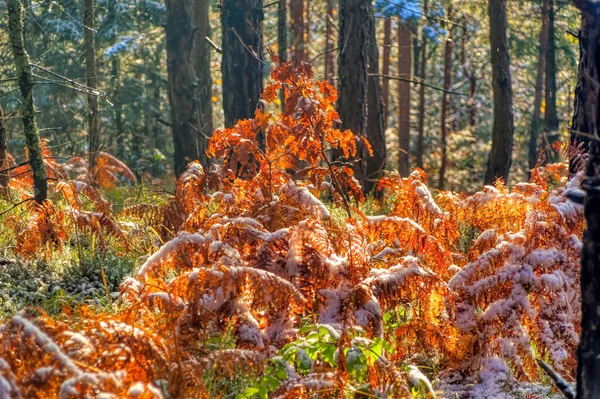 Soğuk kış gününde doğal manzara.
