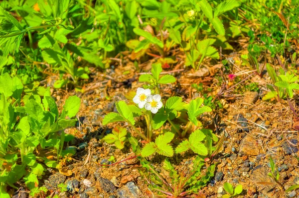 Kwiat Łąki Słoneczny Dzień — Zdjęcie stockowe